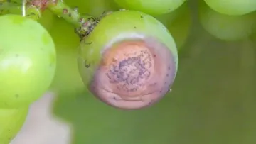 blackrot sur vigne